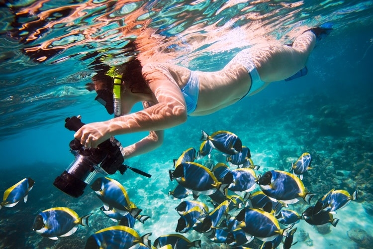 Snorkeling Trip Dolphin Reef
