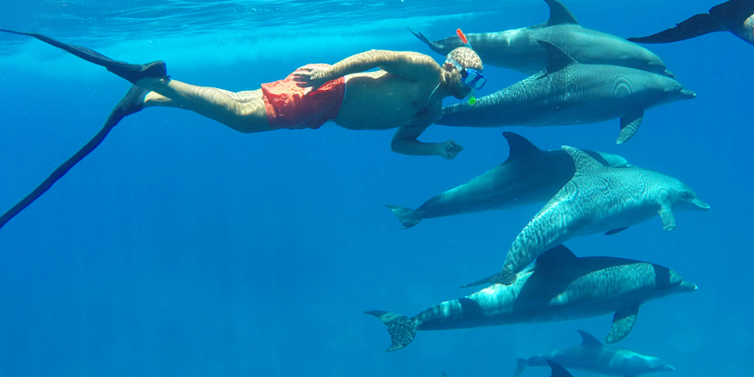 Snorkeling Trip Dolphin Reef