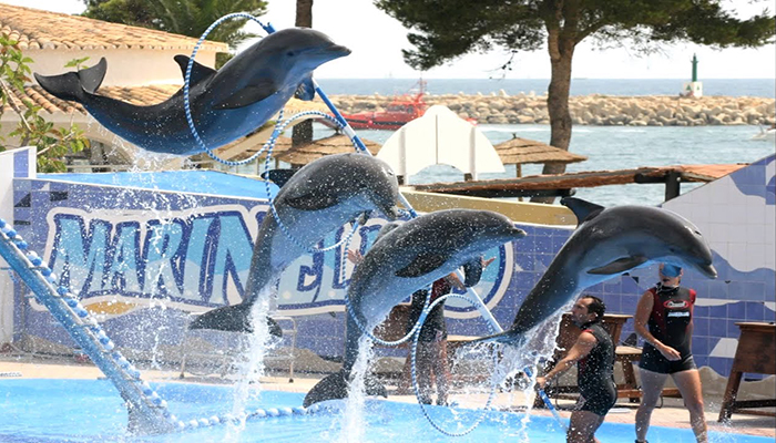 Dolphin Show Tour