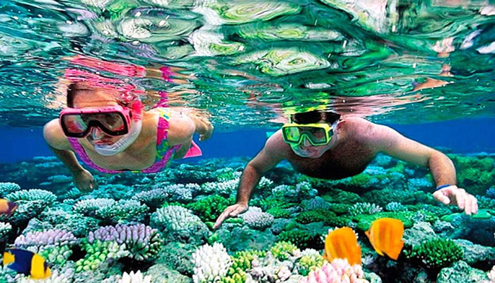 Snorkeling Trip Dolphin Reef
