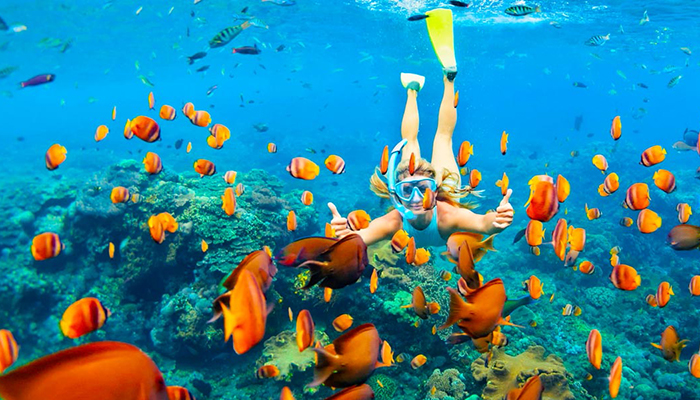 Snorkeling Trip Dolphin Reef